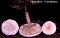 Ripartites tricholoma-amf1618